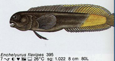 Enchelyurus flavipes
